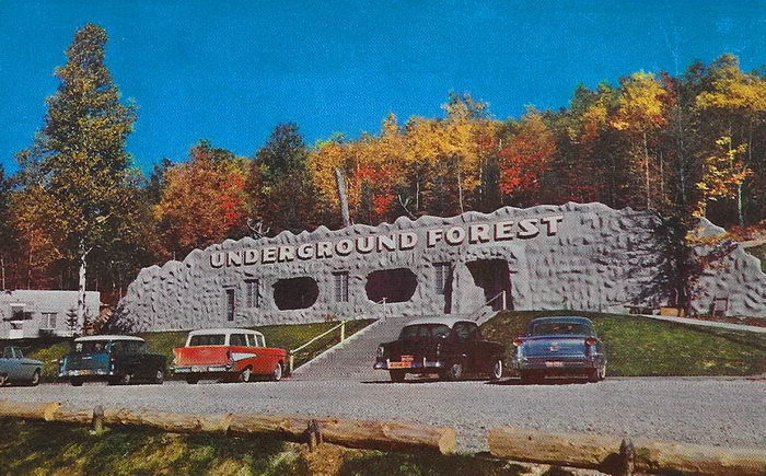 Underground Forest - Old Postcard